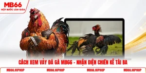 Cách xem vảy đá gà MB66